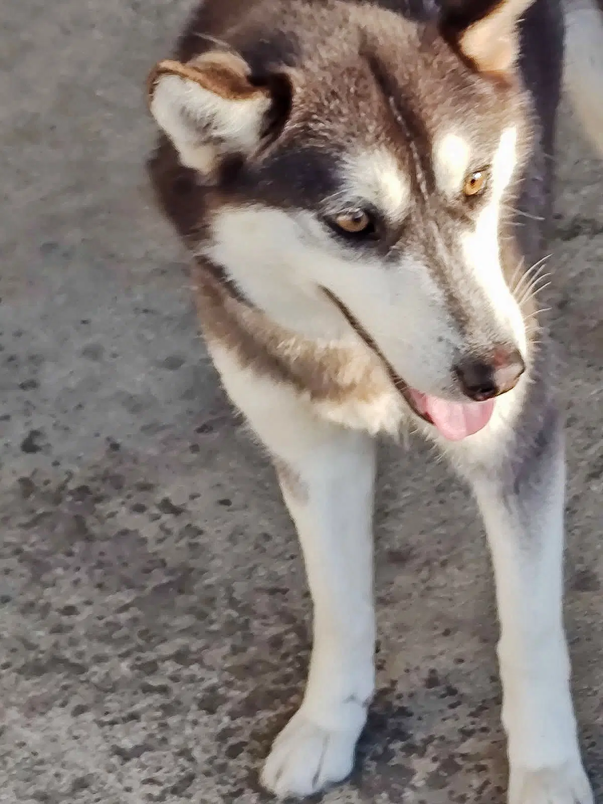 Krypto image 3