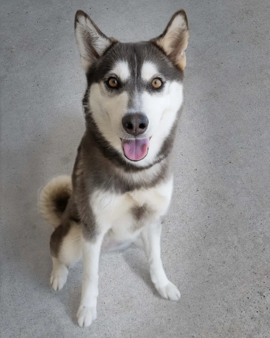 Krypto image 2