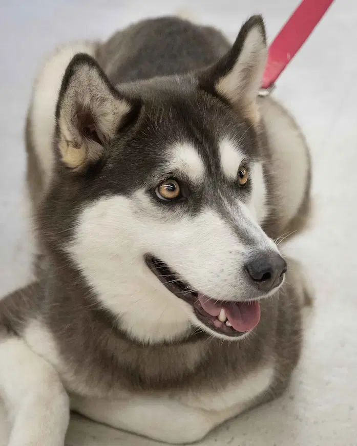 Krypto - Siberian Husky
