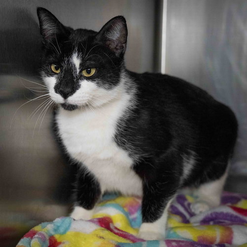 Kit Kat, an adoptable Domestic Short Hair in Wilmington, NC