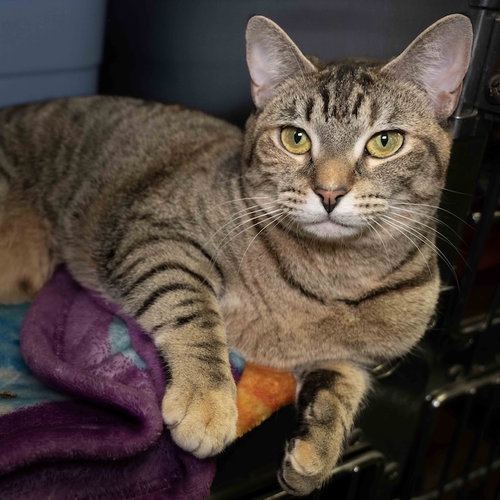 Nova, an adoptable Domestic Short Hair in Wilmington, NC