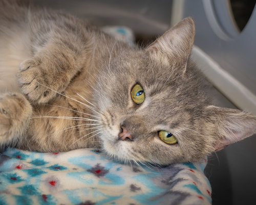 Newt, an adoptable Domestic Medium Hair in Wilmington, NC