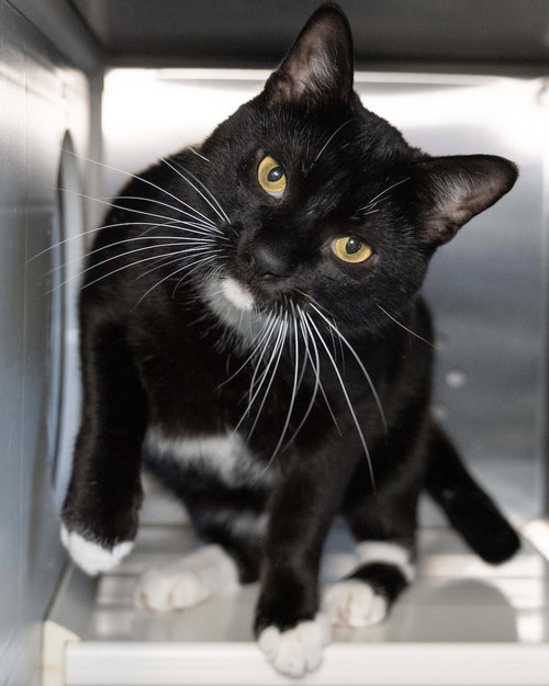 Nietzsche, an adoptable Domestic Short Hair in Wilmington, NC