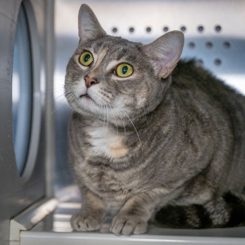 Graycie, an adoptable Domestic Short Hair in Wilmington, NC