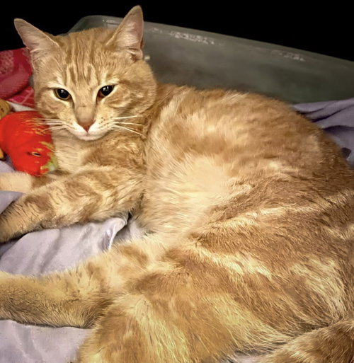 Indy, an adoptable Domestic Medium Hair in Wilmington, NC