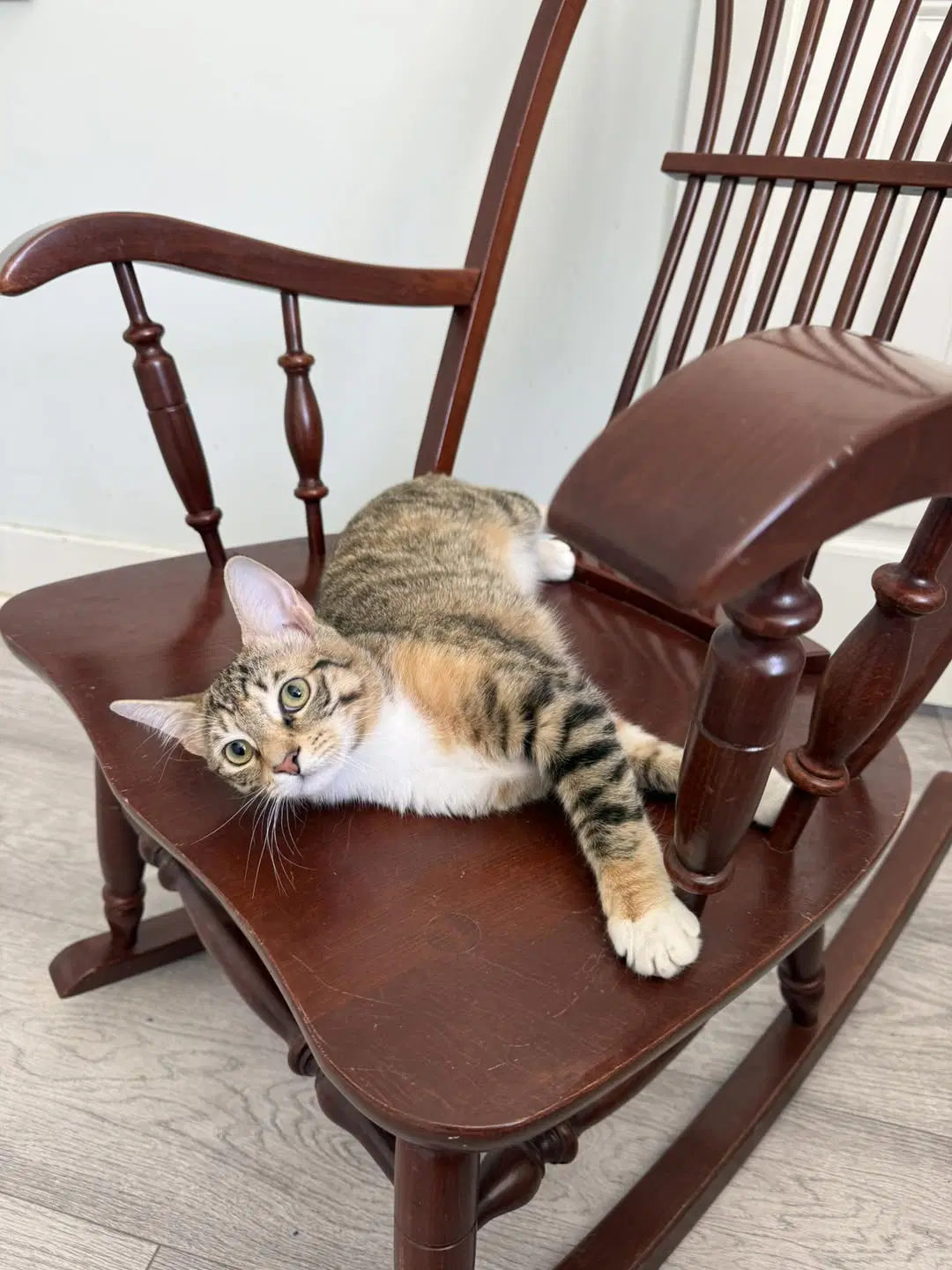 Peppermint Patty - Domestic Short Hair