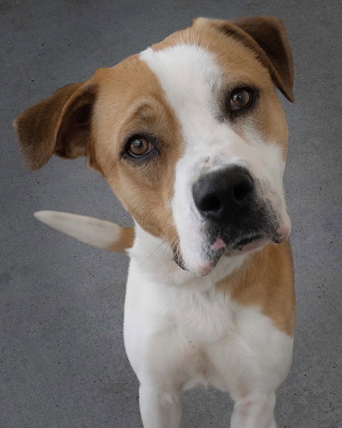 picture of the dog needing adoption