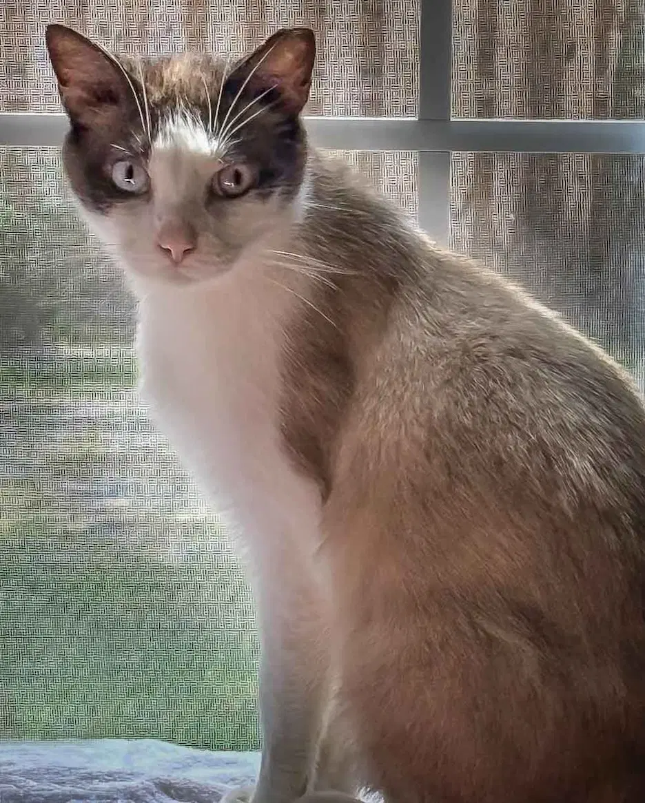 Hank - Snowshoe