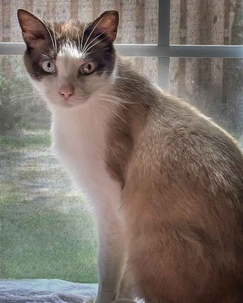Hank, an adoptable Snowshoe in Wilmington, NC