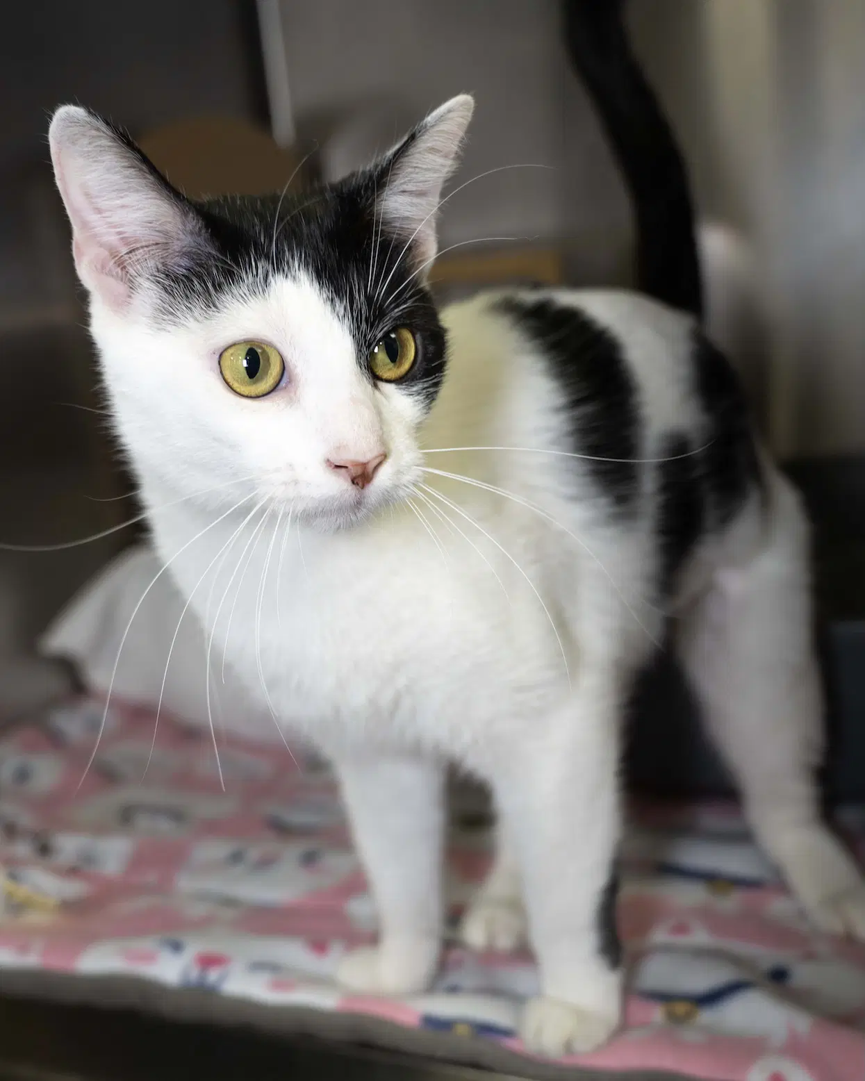 Grover - Domestic Short Hair