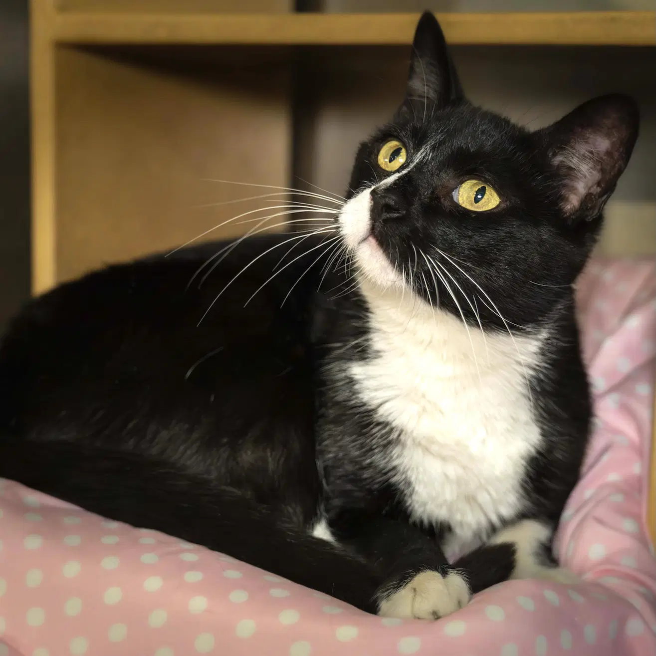 Roman - Domestic Short Hair