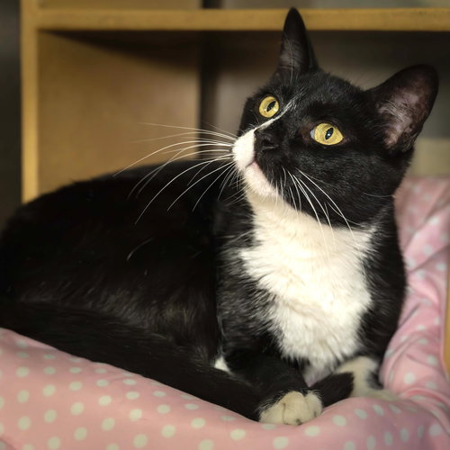 picture of the cat needing adoption