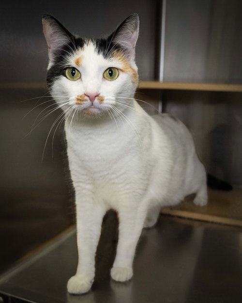 picture of the cat needing adoption