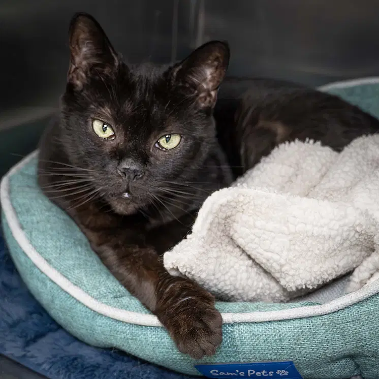 Bibi - Domestic Medium Hair