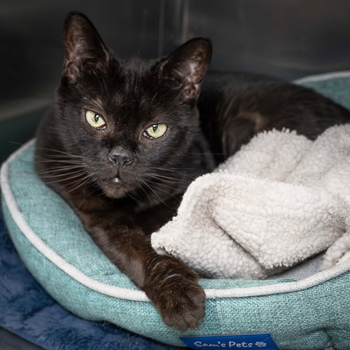 picture of the cat needing adoption