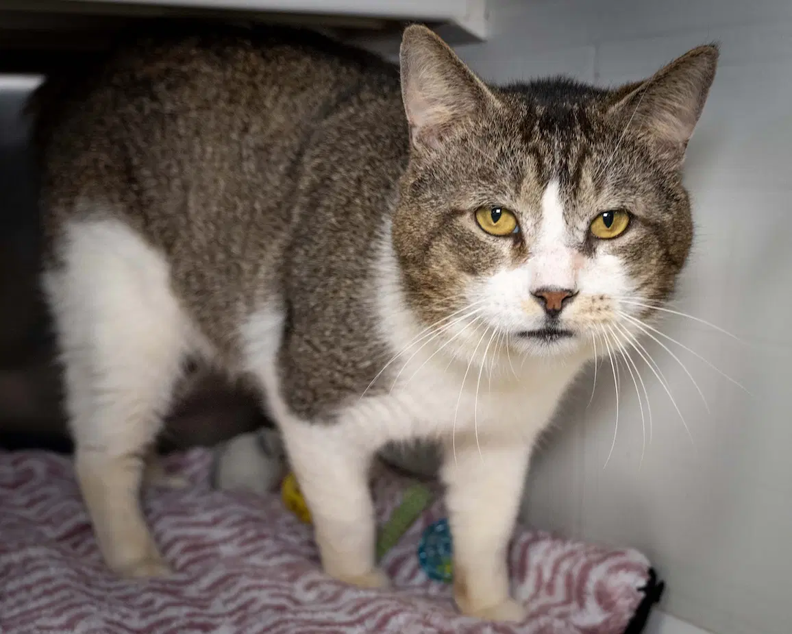 Echo - Domestic Short Hair