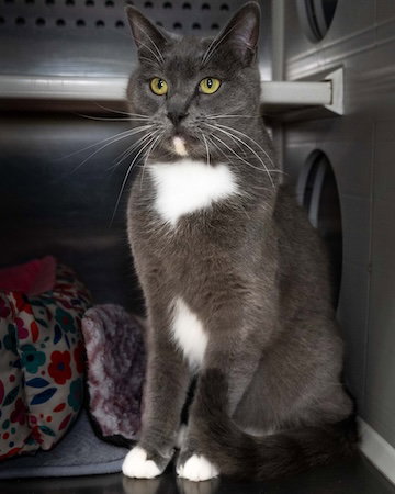 picture of the cat needing adoption