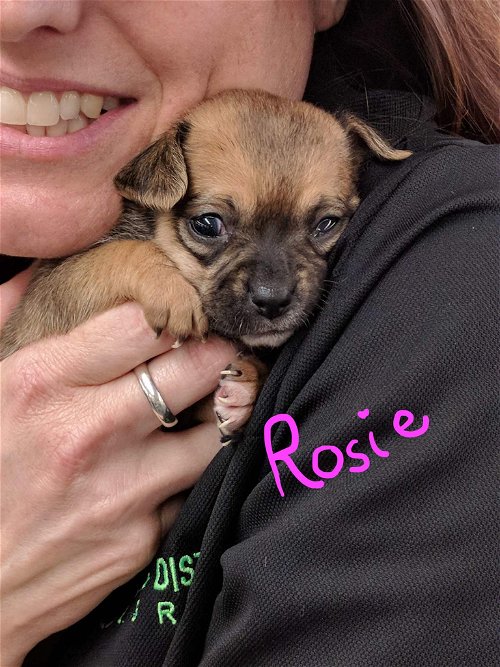 Rosie (1)