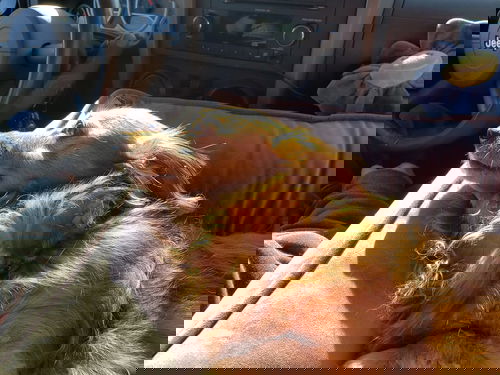 Bunni