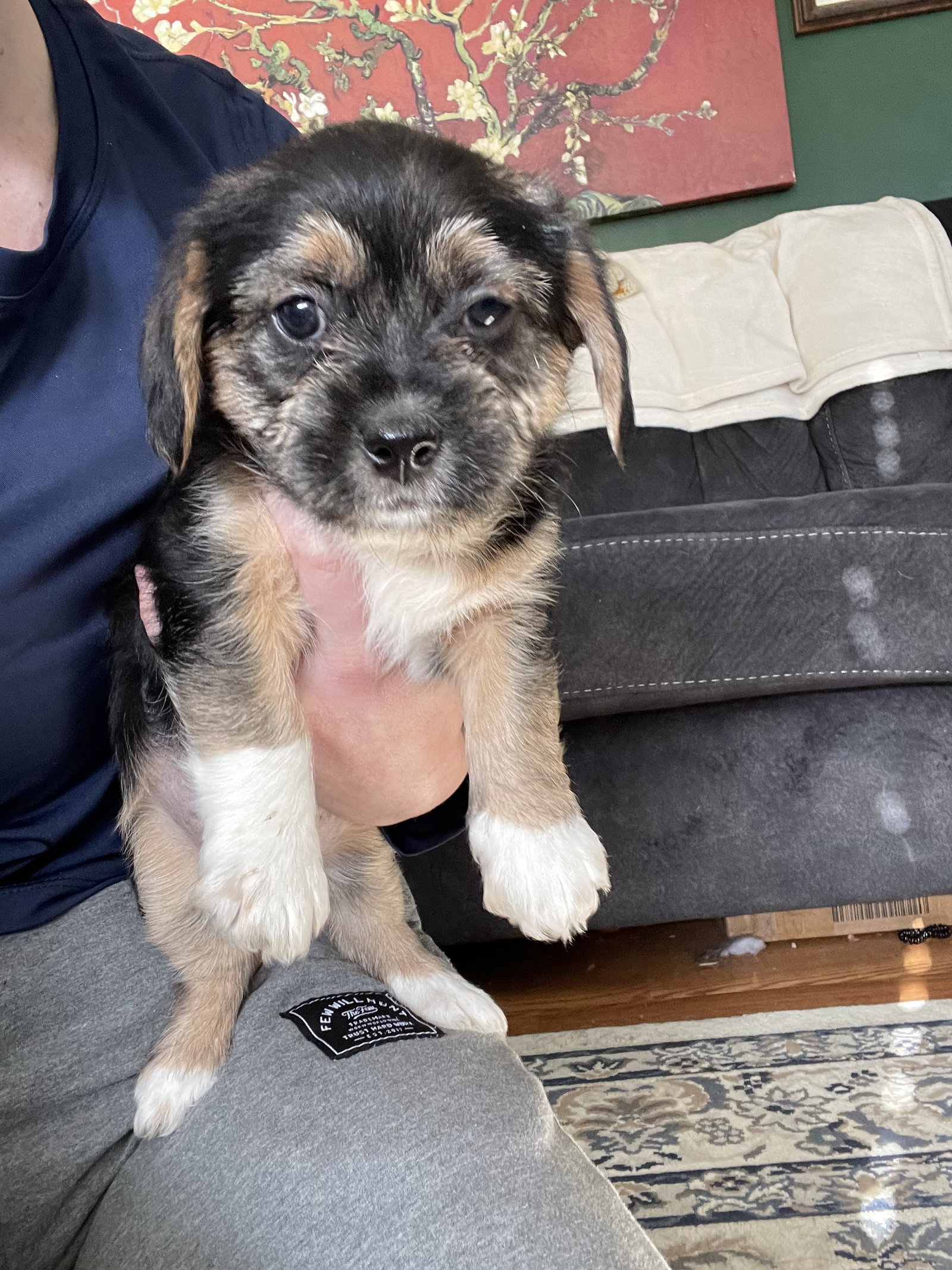 Dog for Adoption Socks, a in Staunton, VA Alpha Paw