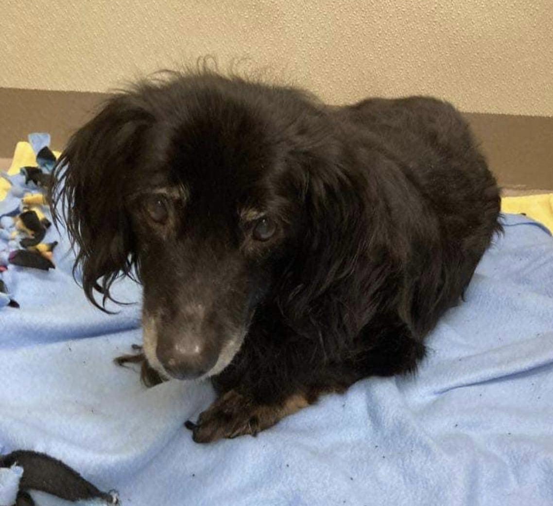 Dog for Adoption Mighty Mouse/Eugene, a Dachshund in Buckingham, VA