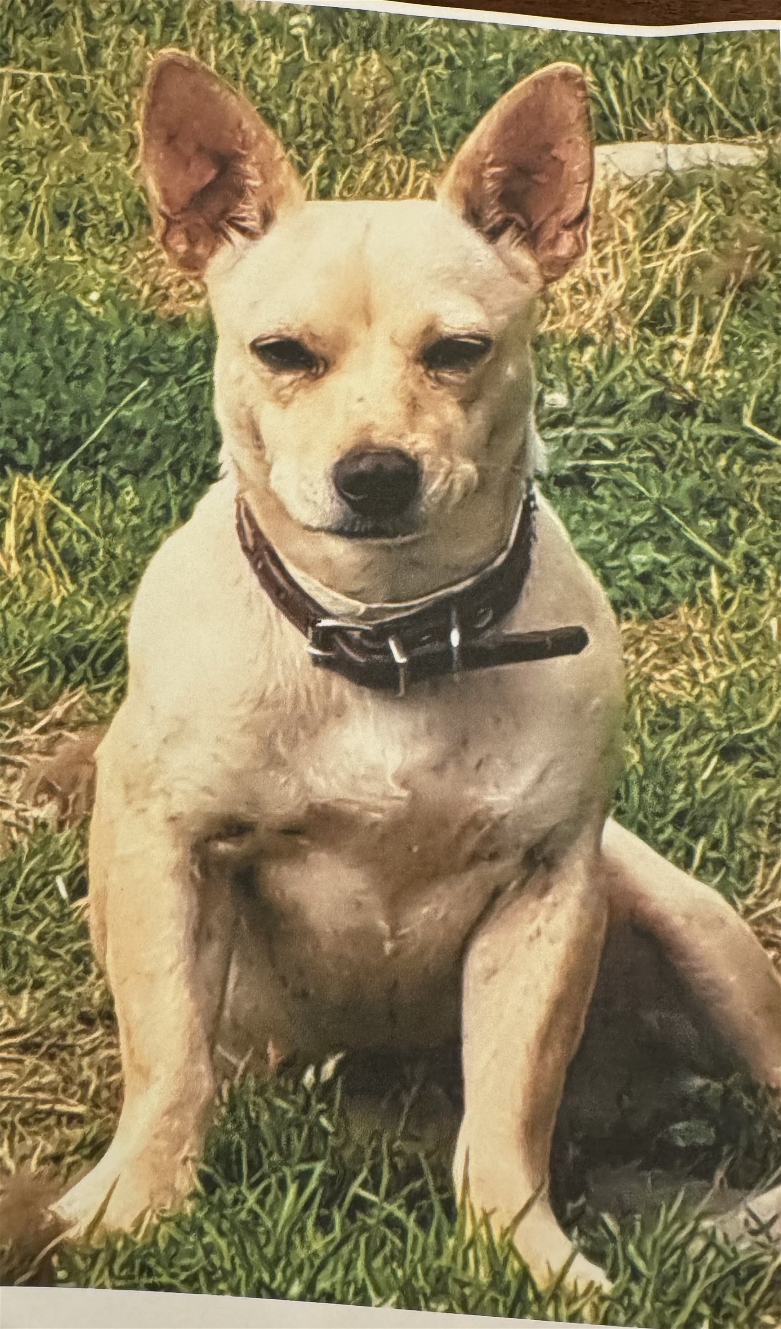 adoptable Dog in Charlottesville, VA named Jane