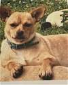adoptable Dog in charlottesville, VA named Harper