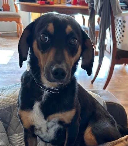 adoptable Dog in Charlottesville, VA named Rosie