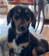 adoptable Dog in charlottesville, VA named Rosie