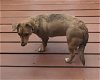 adoptable Dog in charlottesville, VA named Chanel