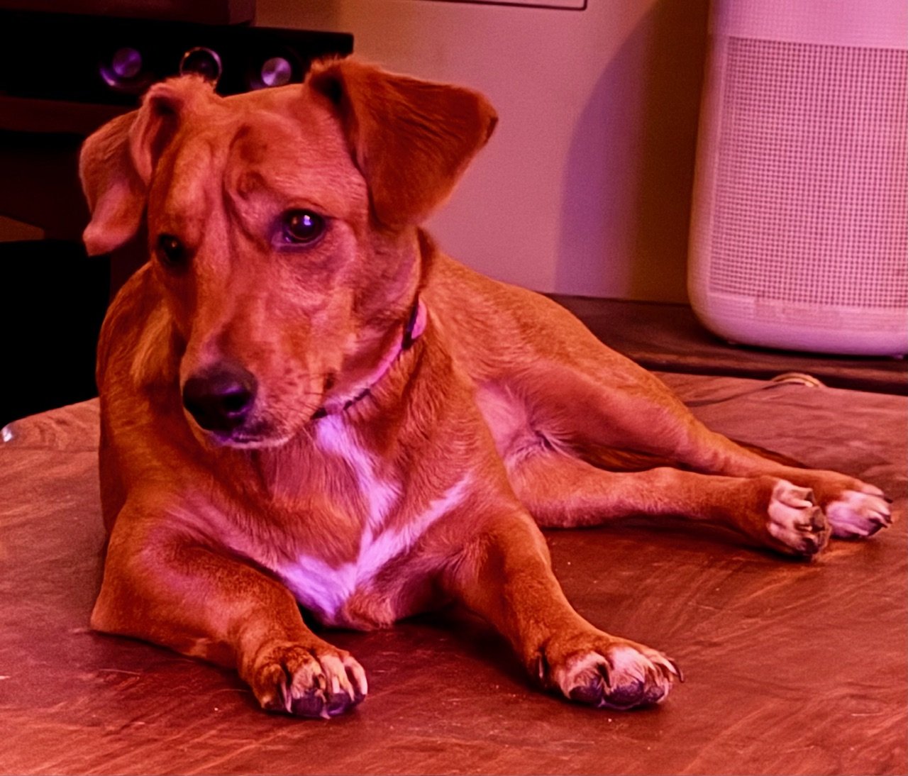 adoptable Dog in Charlottesville, VA named Chanel