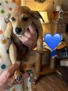 adoptable Dog in charlottesville, VA named Sadie Boy Puppy 1