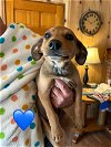 adoptable Dog in charlottesville, VA named Sadie Boy Puppy 2