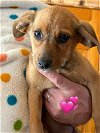 adoptable Dog in charlottesville, VA named Sadie Girl Puppy 1