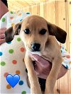 adoptable Dog in charlottesville, VA named Sadie Boy Puppy 3