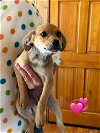 adoptable Dog in charlottesville, VA named Sadie Girl Puppy 2