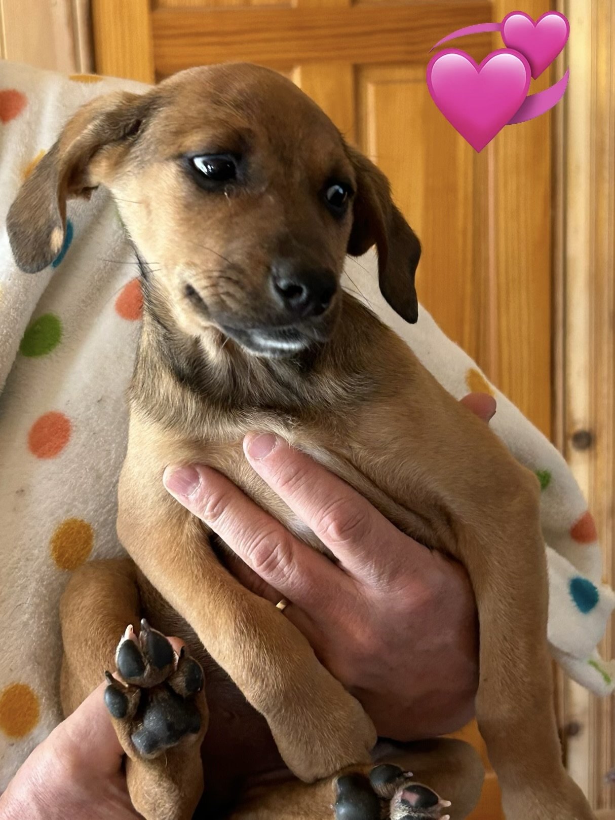 adoptable Dog in Charlottesville, VA named Sadie Girl Puppy 3