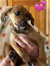 adoptable Dog in charlottesville, VA named Sadie Girl Puppy 3