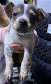 adoptable Dog in charlottesville, VA named Twix