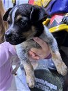 adoptable Dog in charlottesville, VA named Stephen