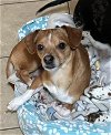 adoptable Dog in charlottesville, VA named Flynn