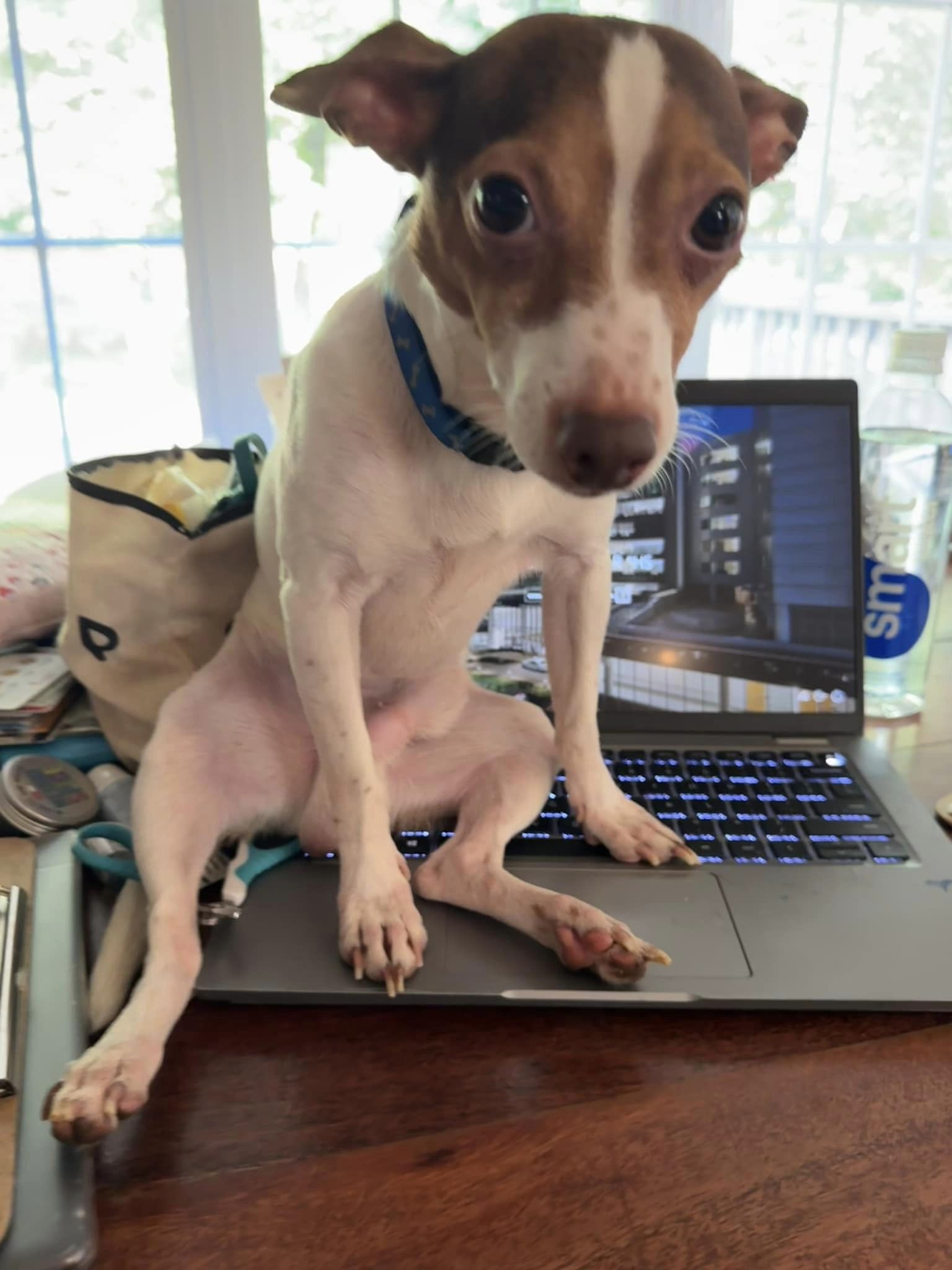 adoptable Dog in Charlottesville, VA named Allen Chaps