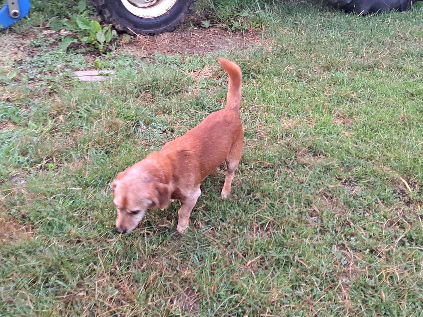 adoptable Dog in Charlottesville, VA named Benny