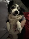 Lola