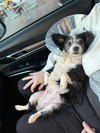 Lola