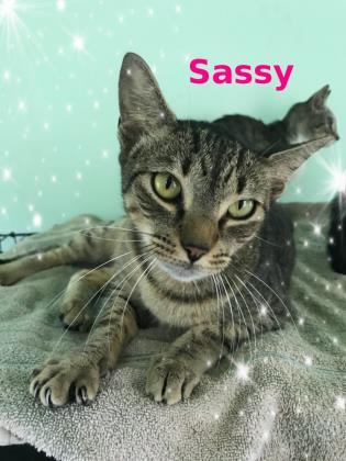 adoptable Cat in Royal Palm Beach, FL named Sassy