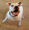 adoptable Dog in Royal Palm Beach, FL named Izzy