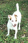 adoptable Dog in Royal Palm Beach, FL named Oscar