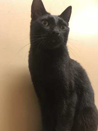 adoptable Cat in Royal Palm Beach, FL named Sushi