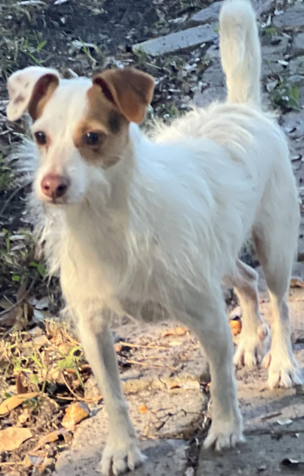 adoptable Dog in Royal Palm Beach, FL named Oscar & Jasper